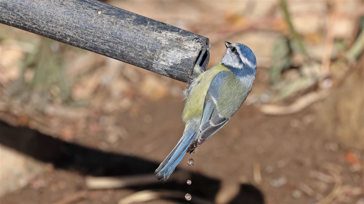 Eurasian Blue Tit