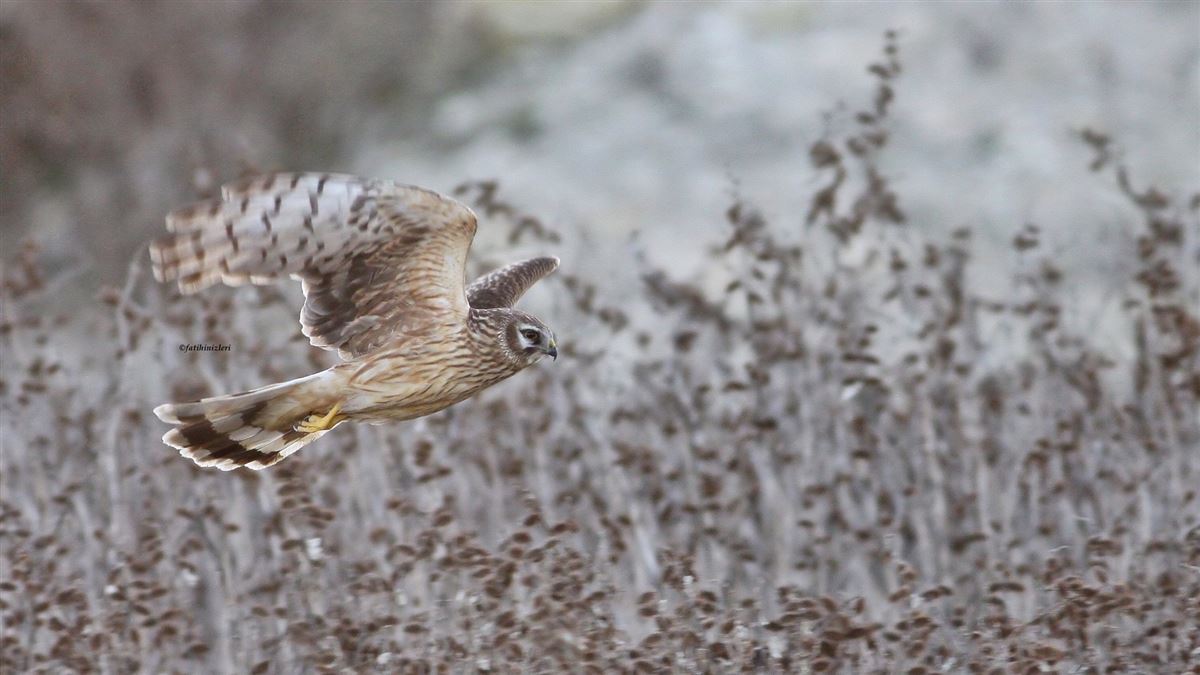 Hen Harrier