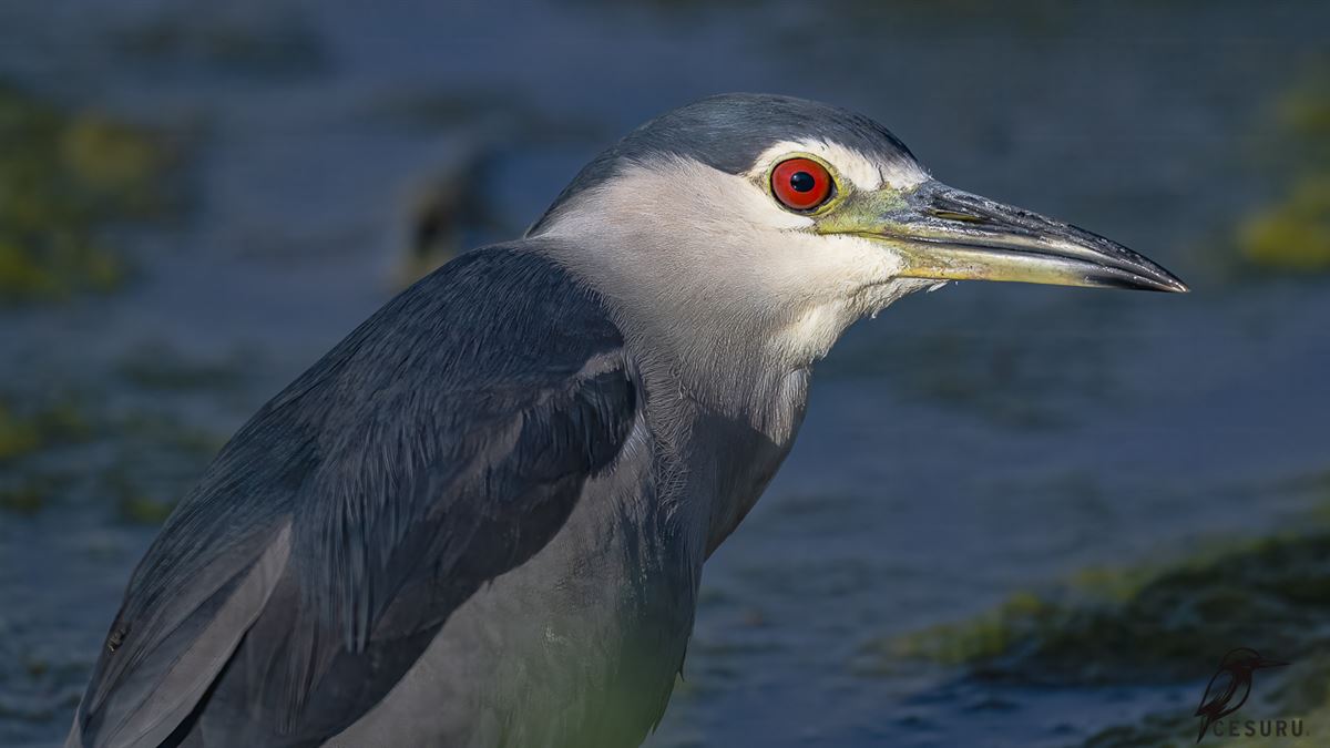 Black-crowned Night Heron