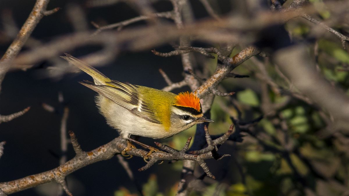 Common Firecrest