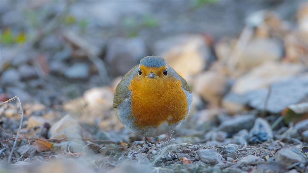 European Robin