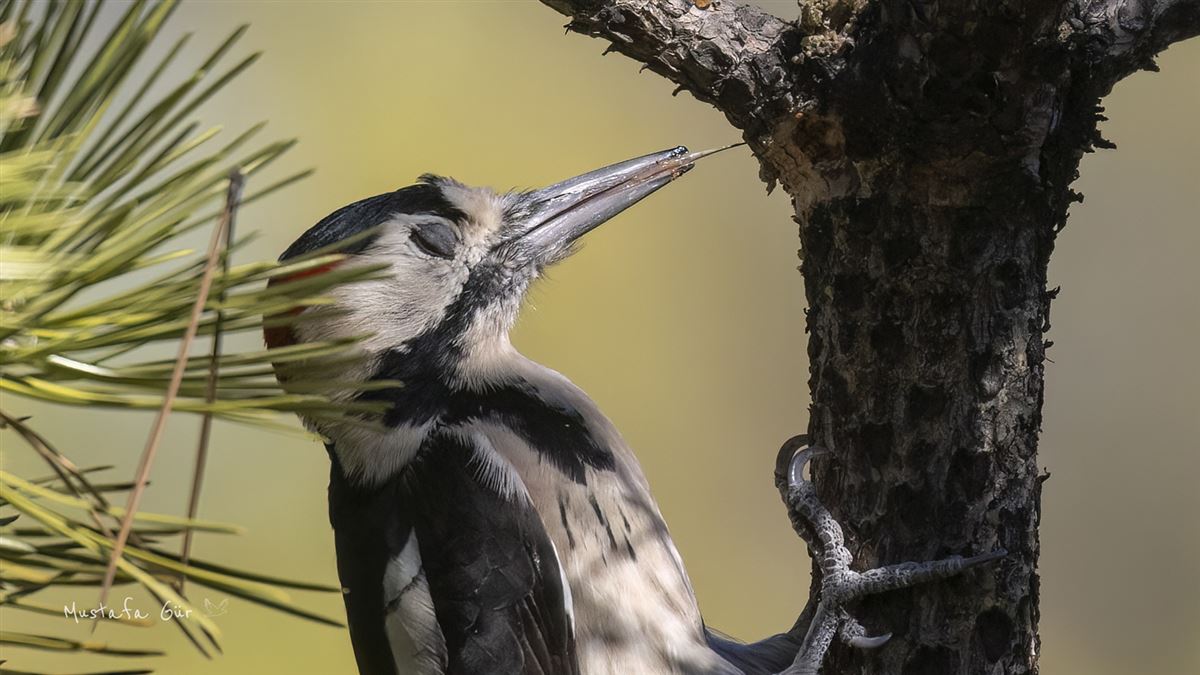 Syrian Woodpecker