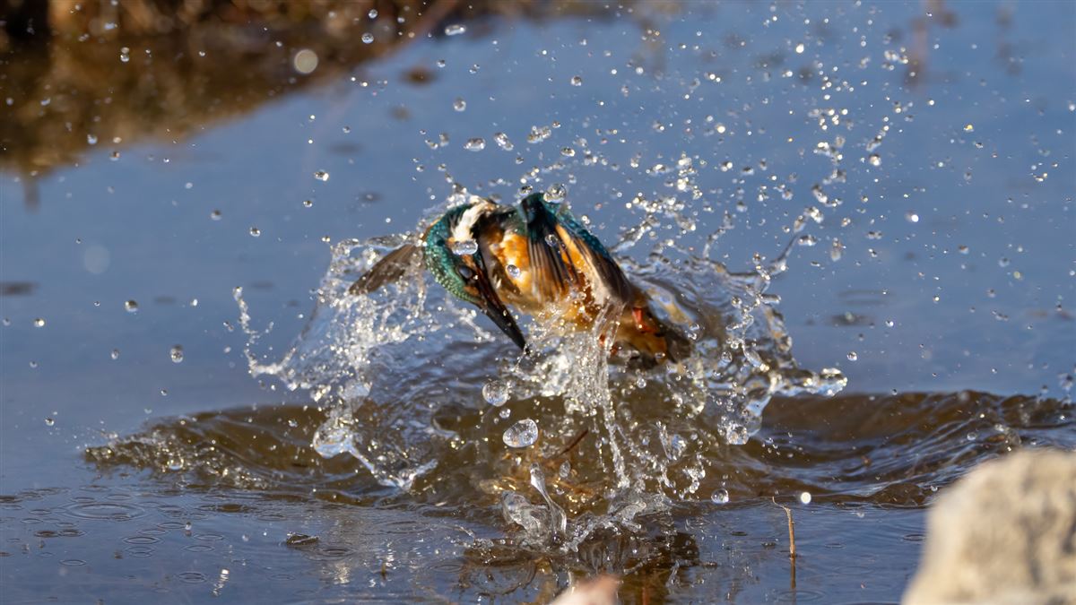 Common Kingfisher