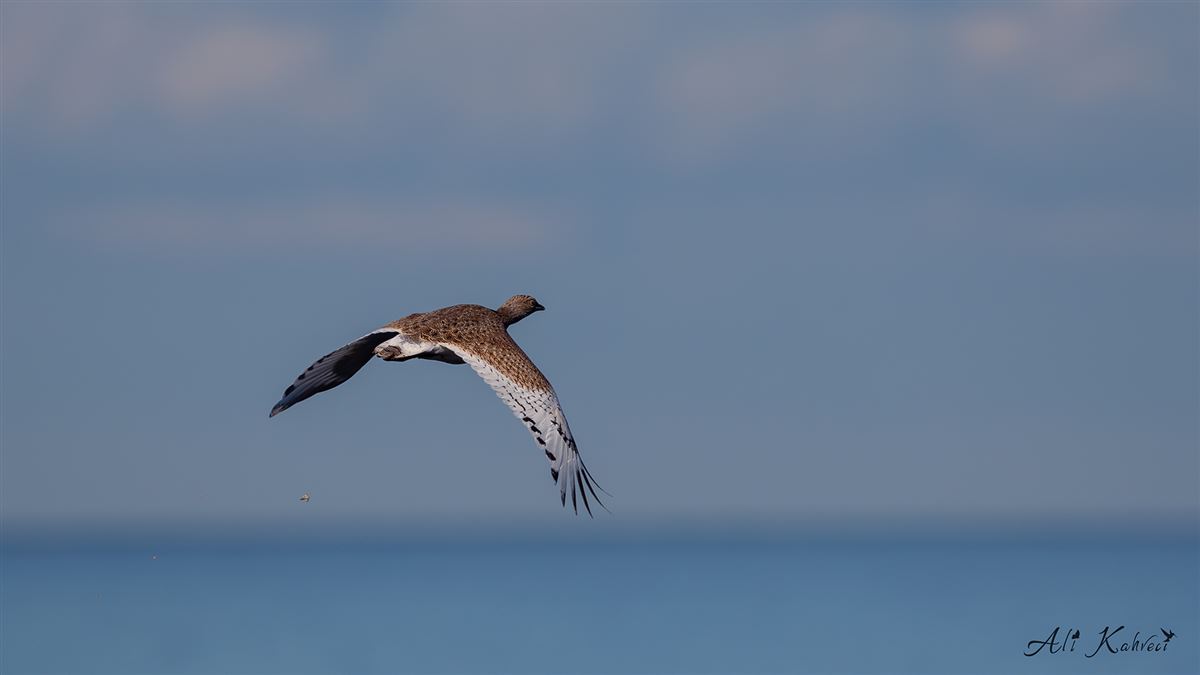 Little Bustard
