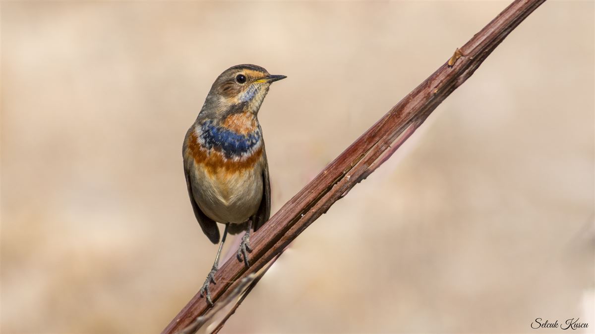 Bluethroat