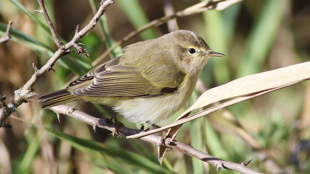 Common Chiffchaff