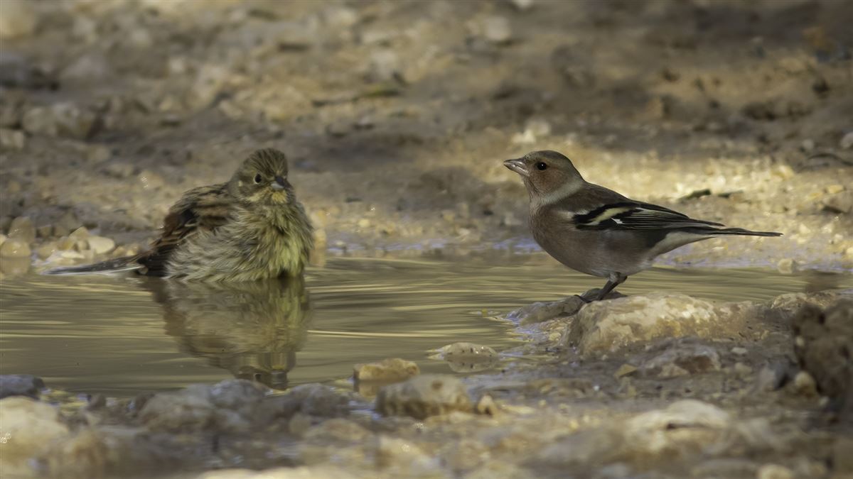 Eurasian Chaffinch