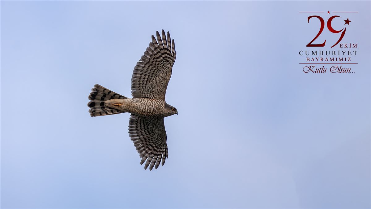 Eurasian Sparrowhawk