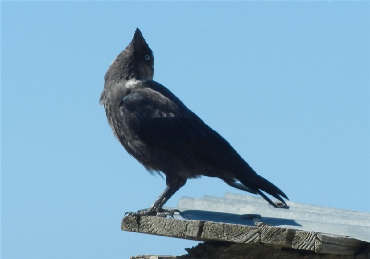Western Jackdaw