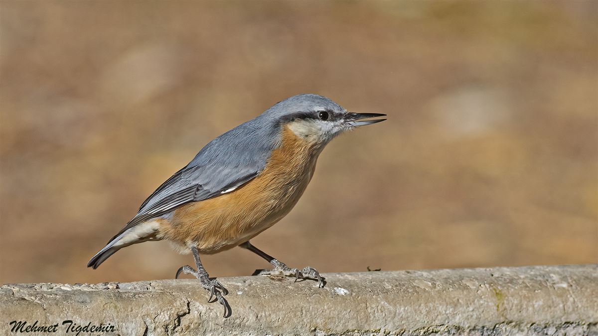 Eurasian Nuthatch