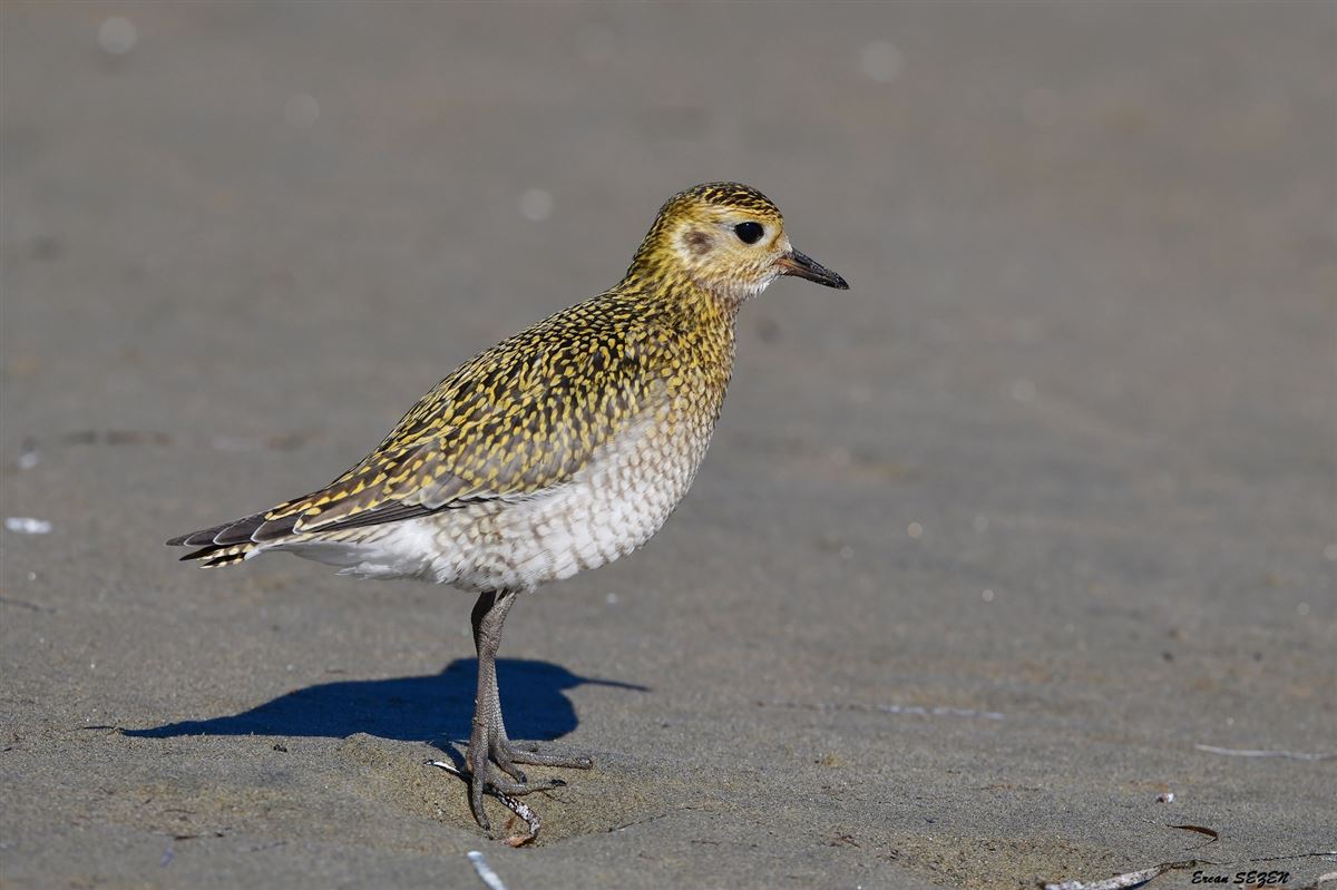 European Golden Plover