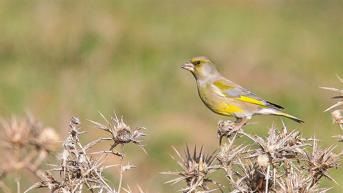 European Greenfinch