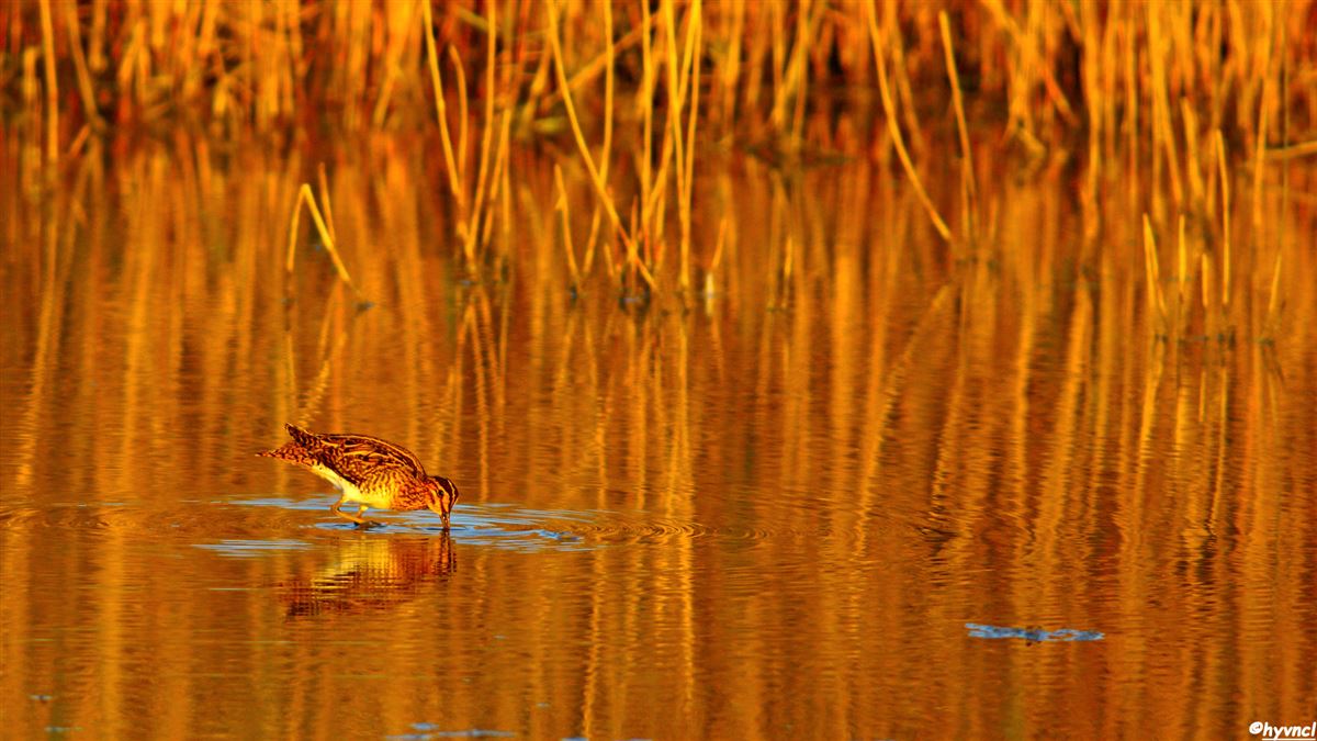 Common Snipe