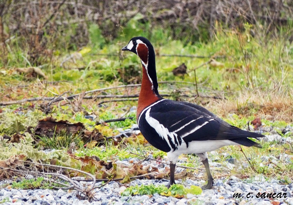 Red-breasted Goose
