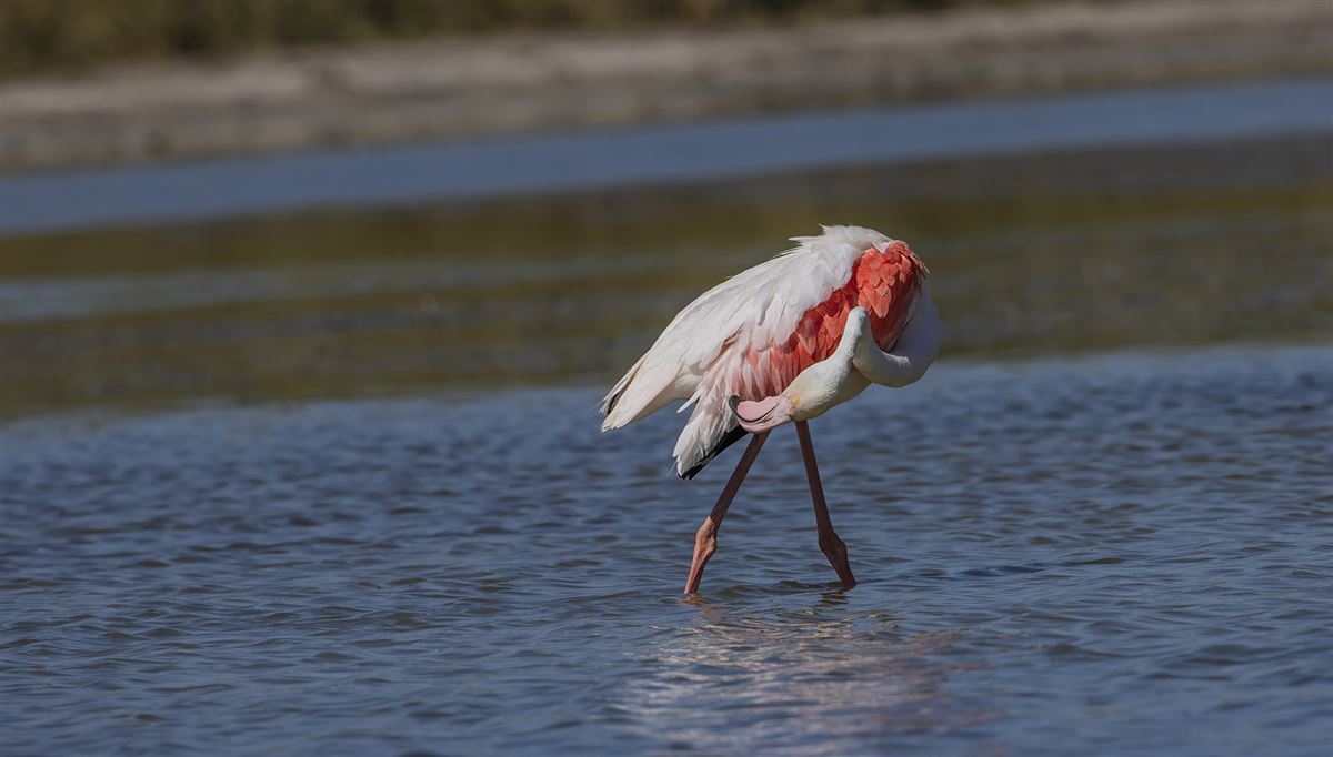 Greater Flamingo