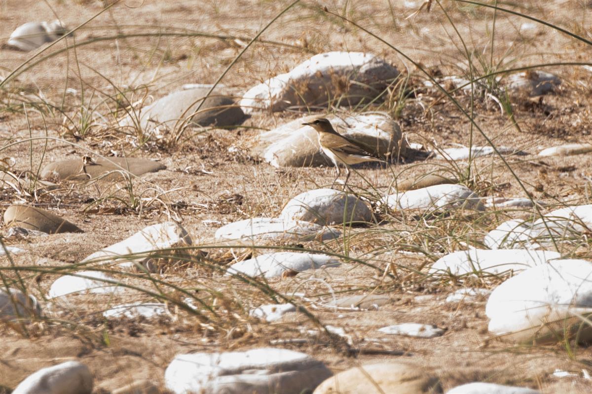 Isabelline Wheatear