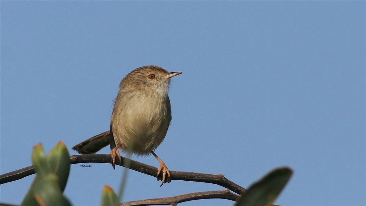 Delicate Prinia
