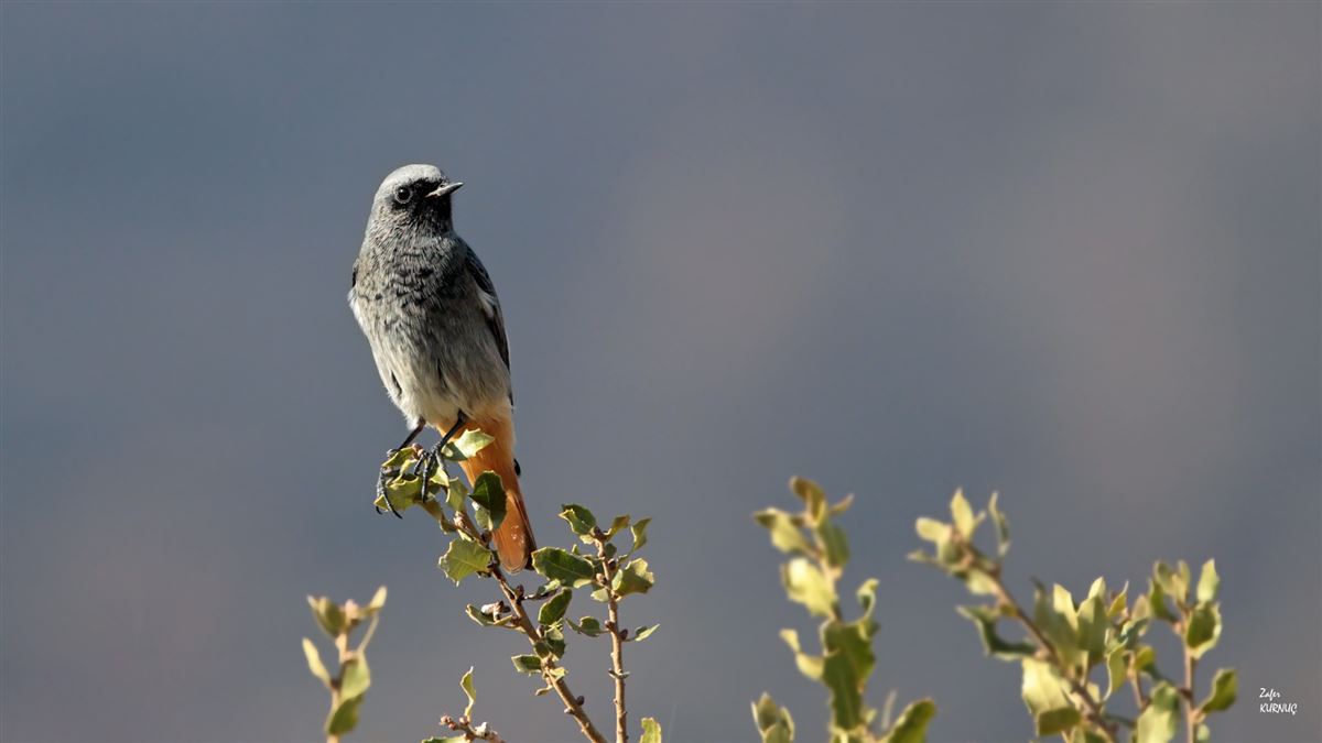 Black Redstart