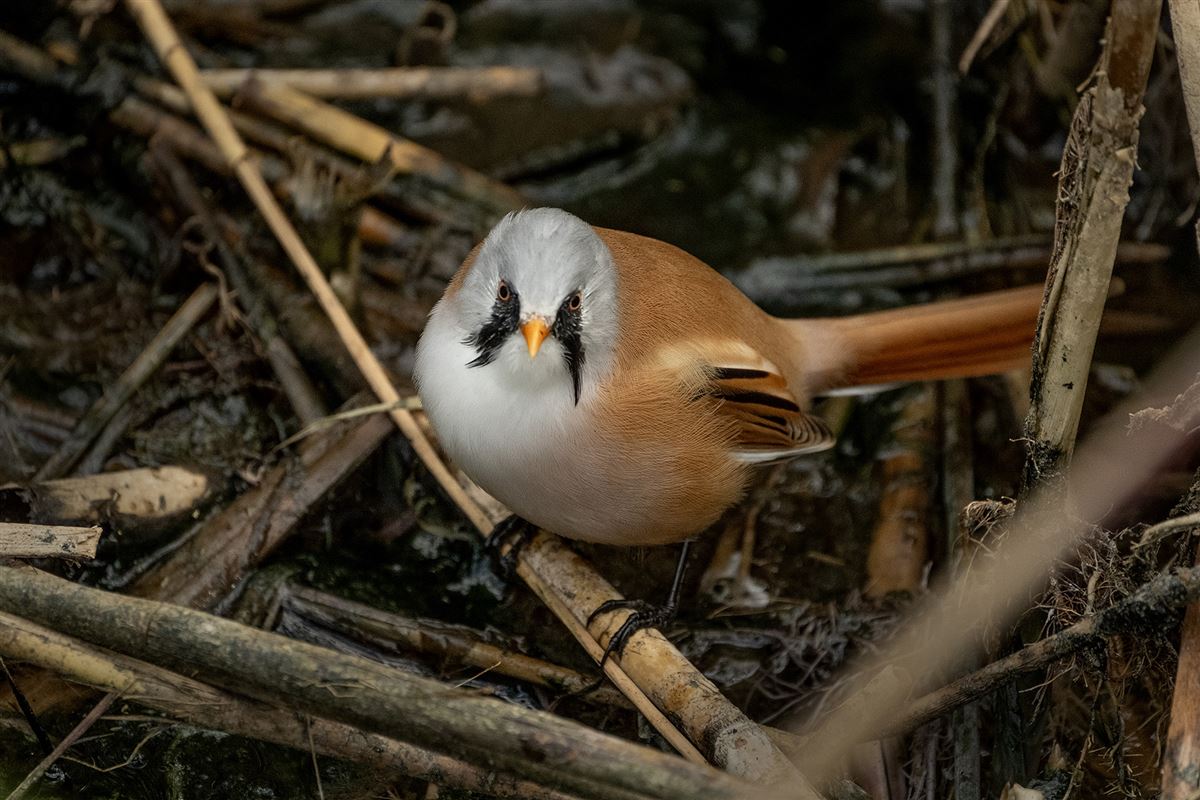 Bearded Reedling