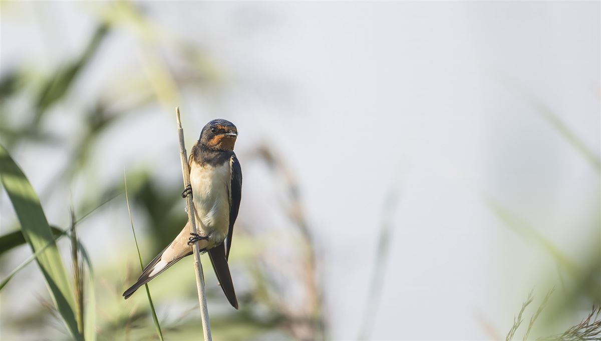 Barn Swallow