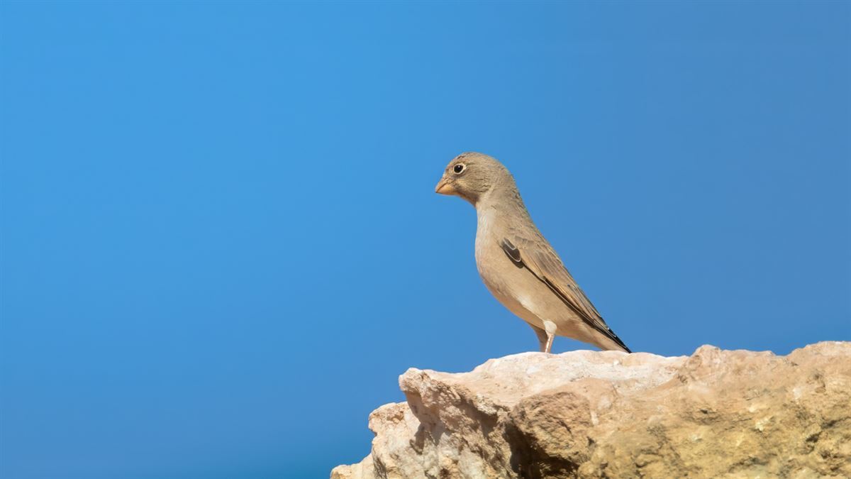 Trumpeter Finch