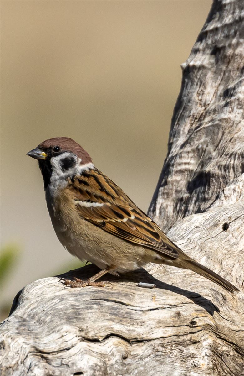 Eurasian Tree Sparrow