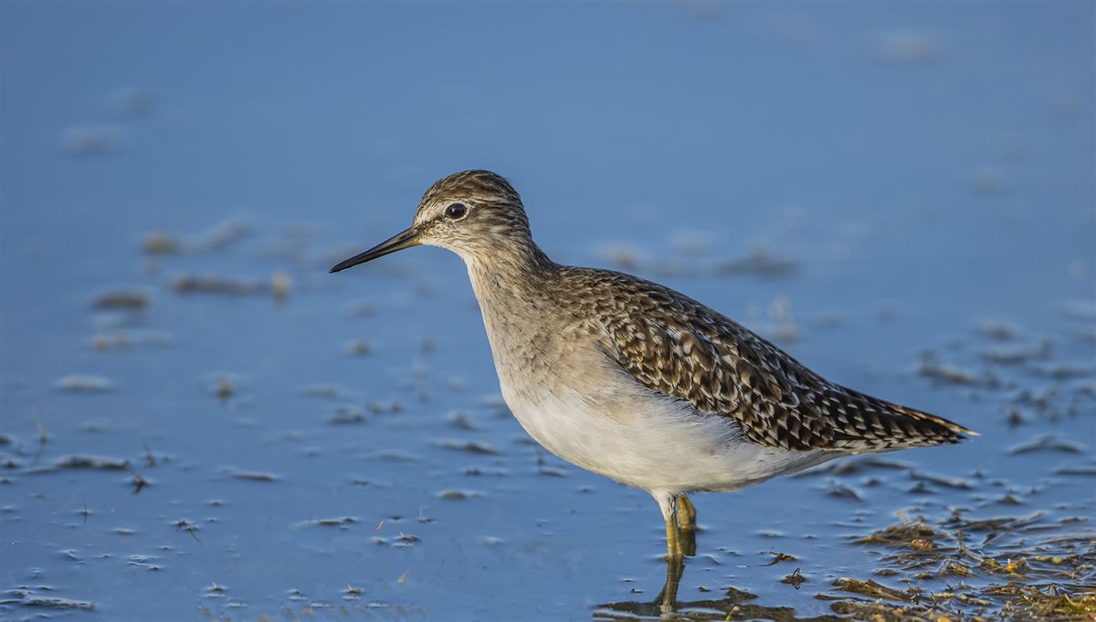 Wood Sandpiper