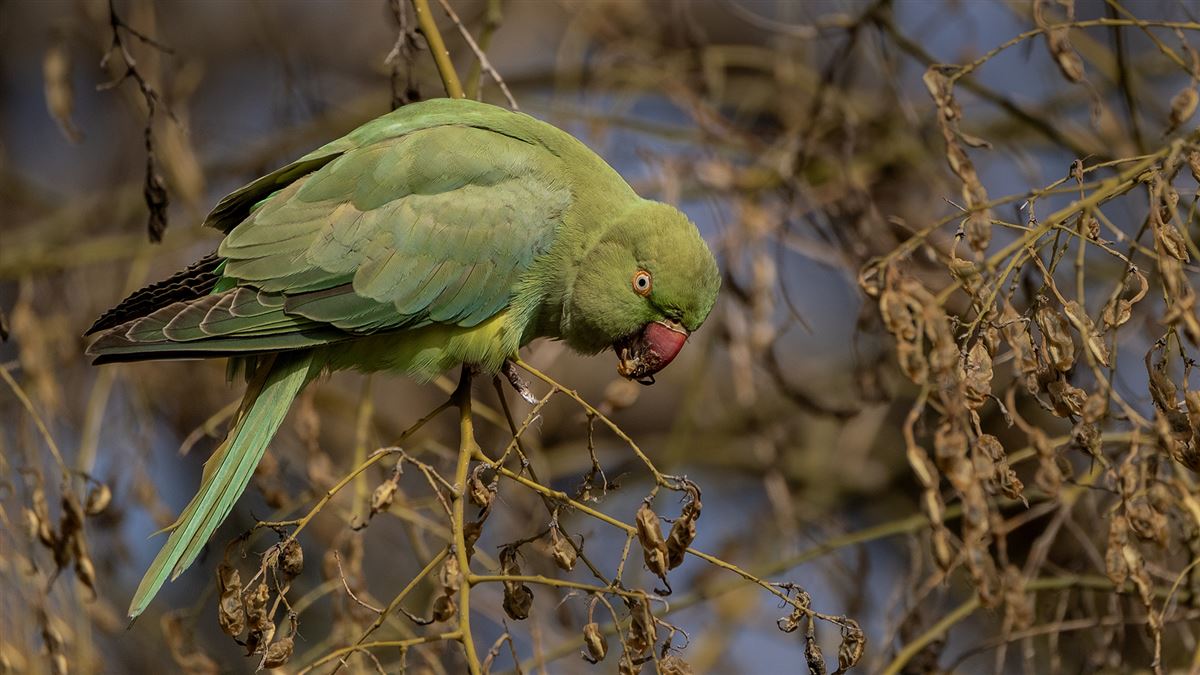 Rose-ringed Parakeet