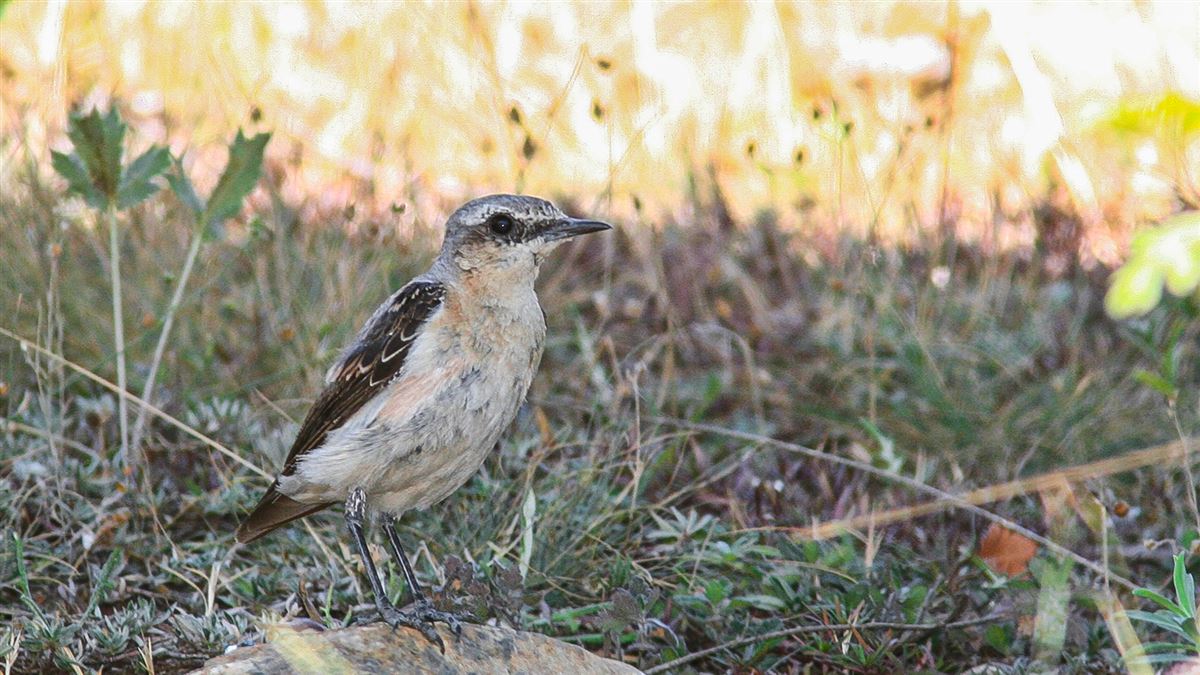 Northern Wheatear