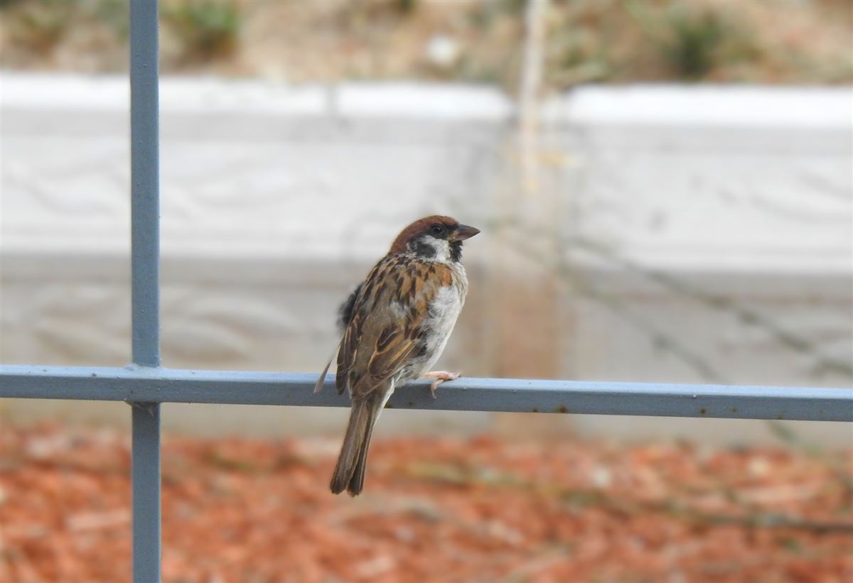 Eurasian Tree Sparrow