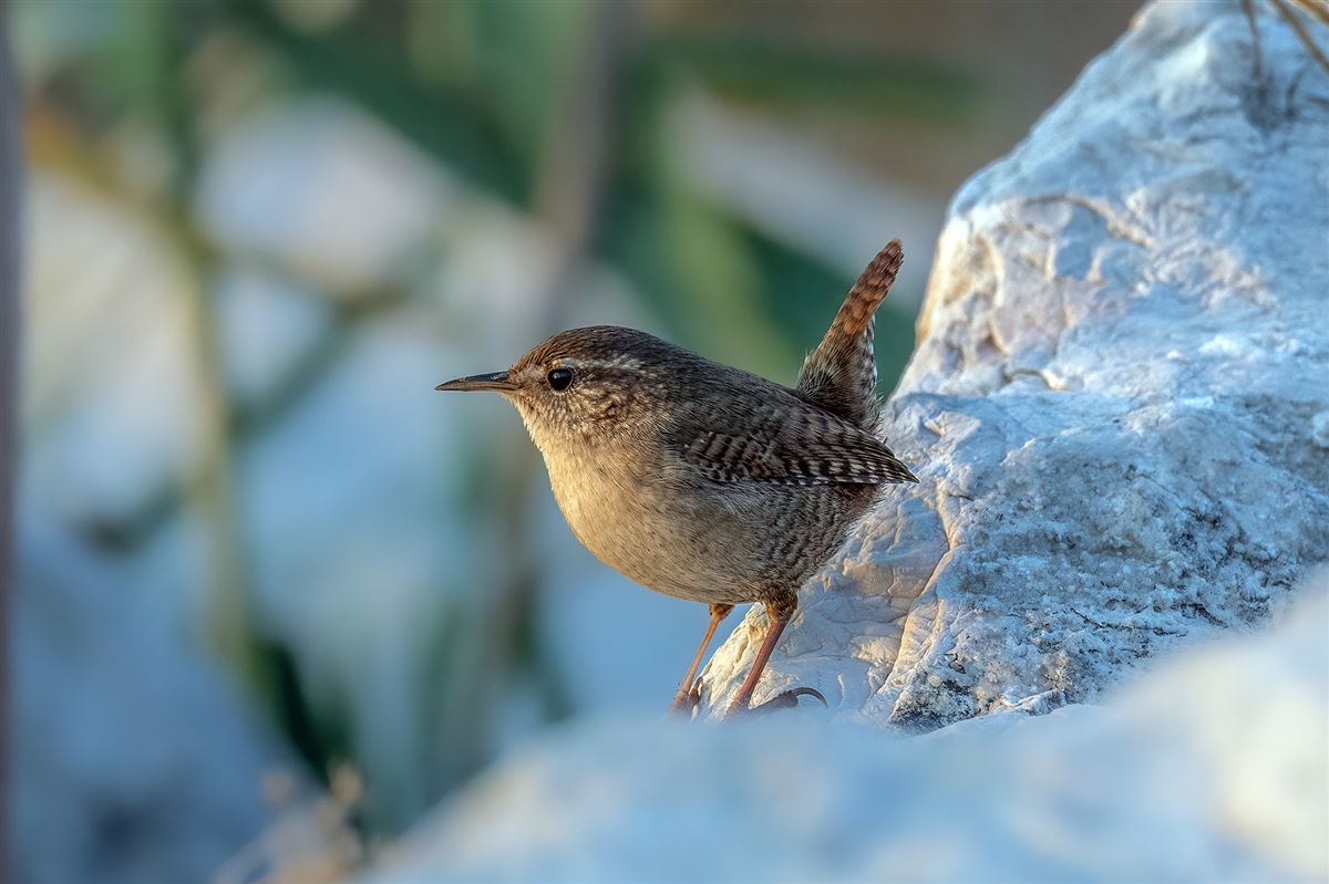 Eurasian Wren