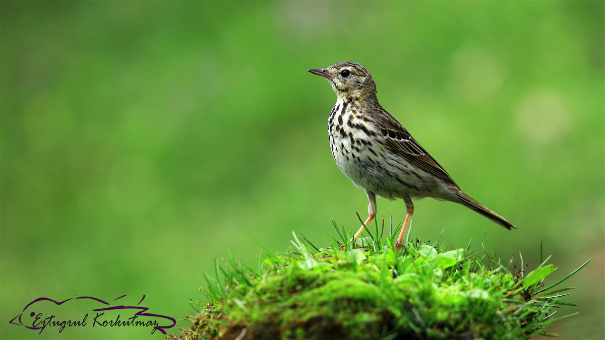 Tree Pipit