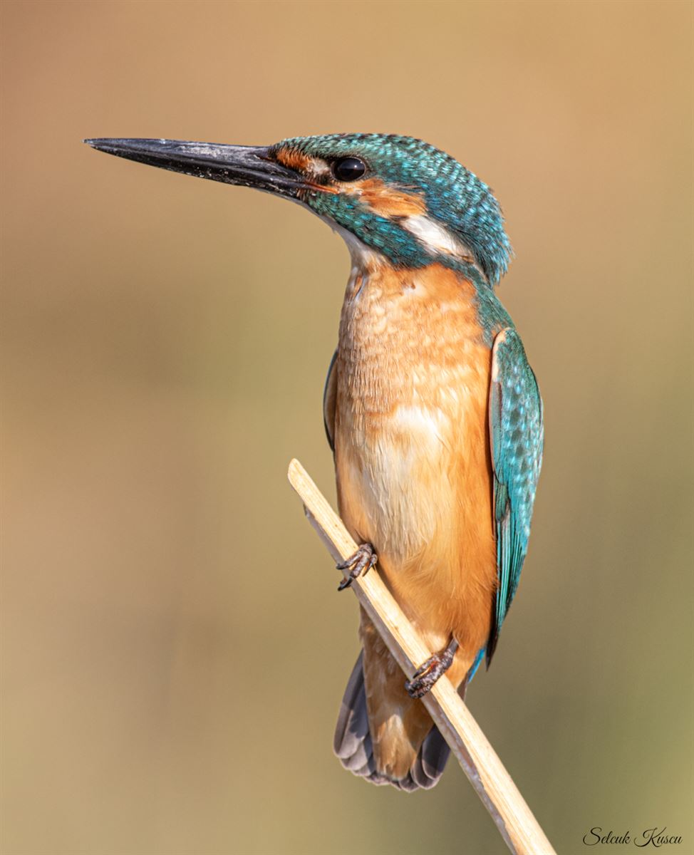 Common Kingfisher