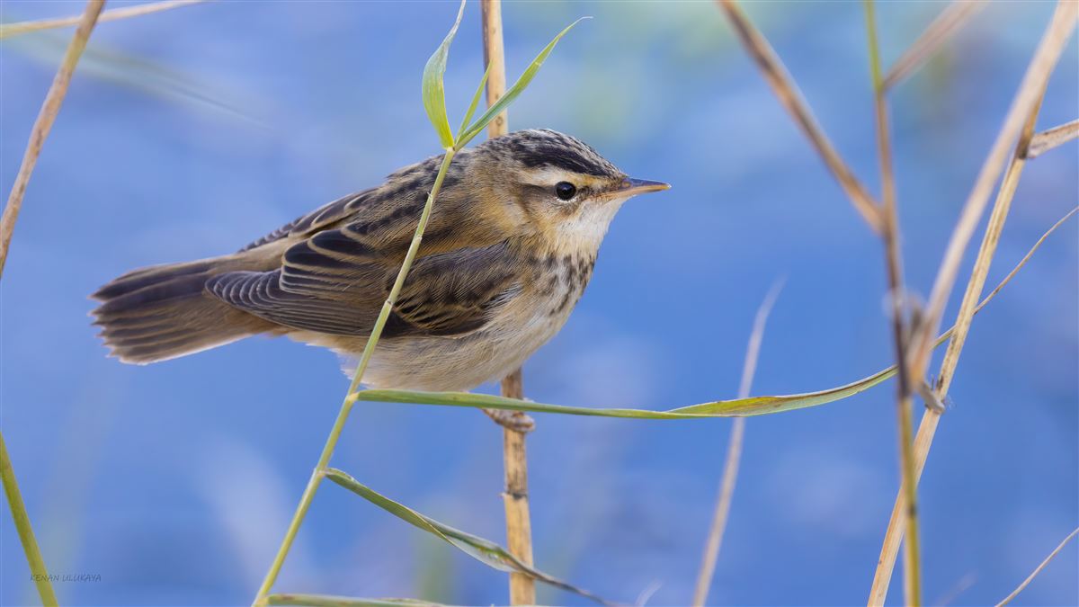 Sedge Warbler