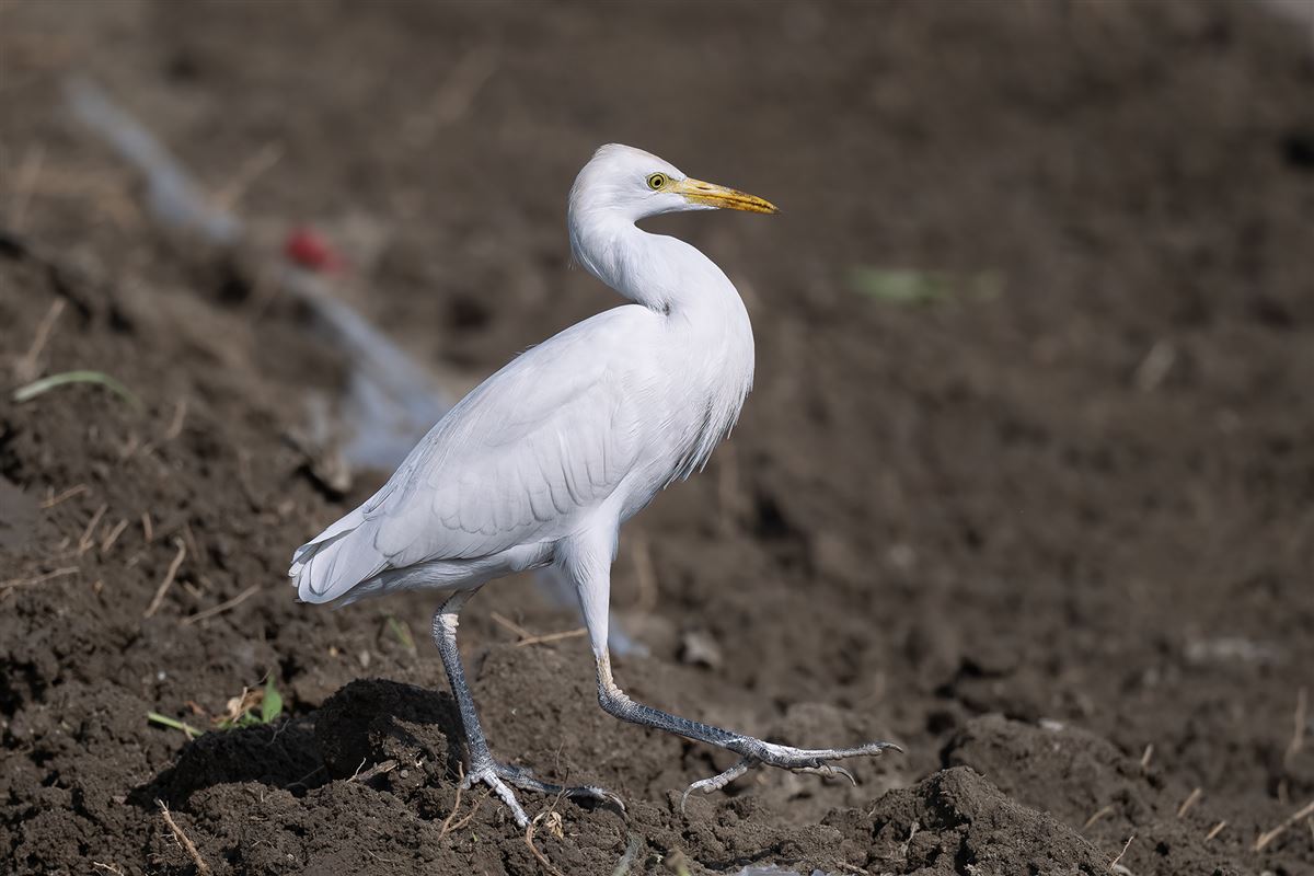 Western Cattle Egret