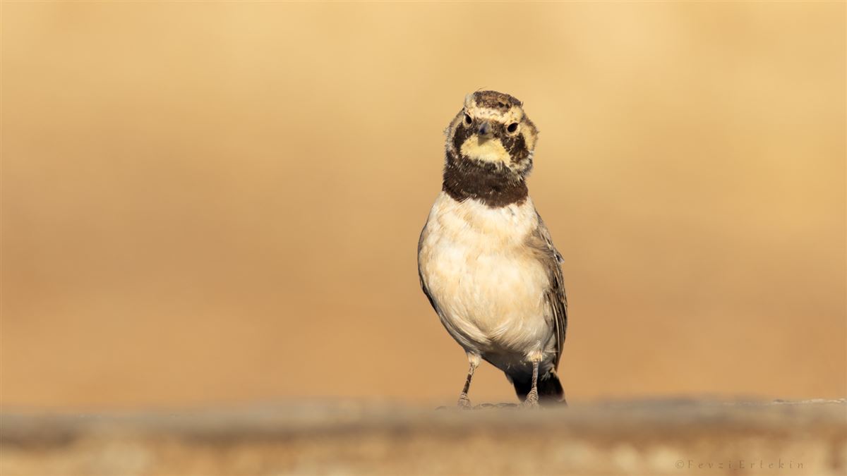 Horned Lark