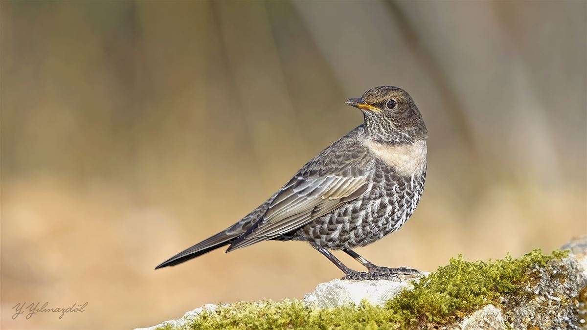 Ring Ouzel