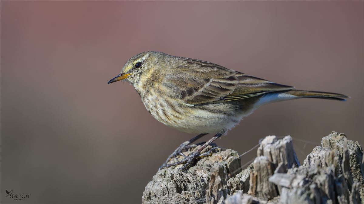 Water Pipit
