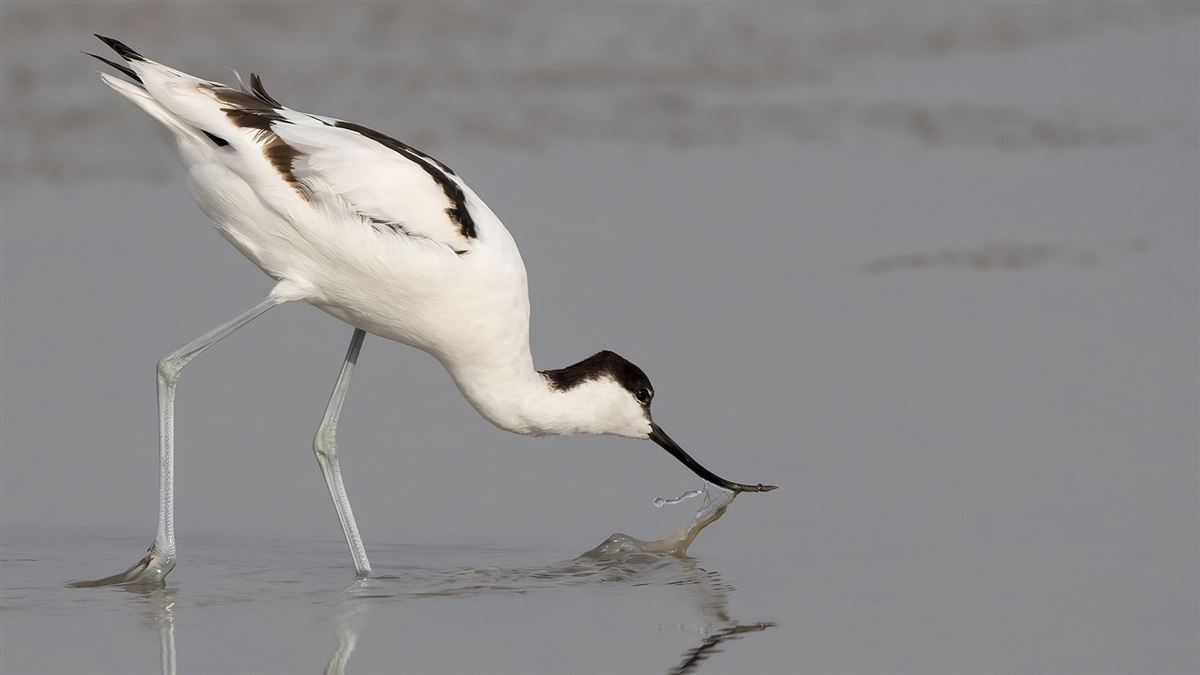 Pied Avocet