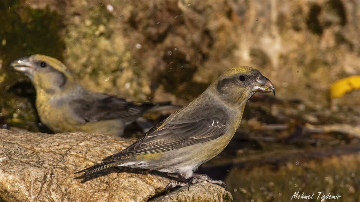 Red Crossbill