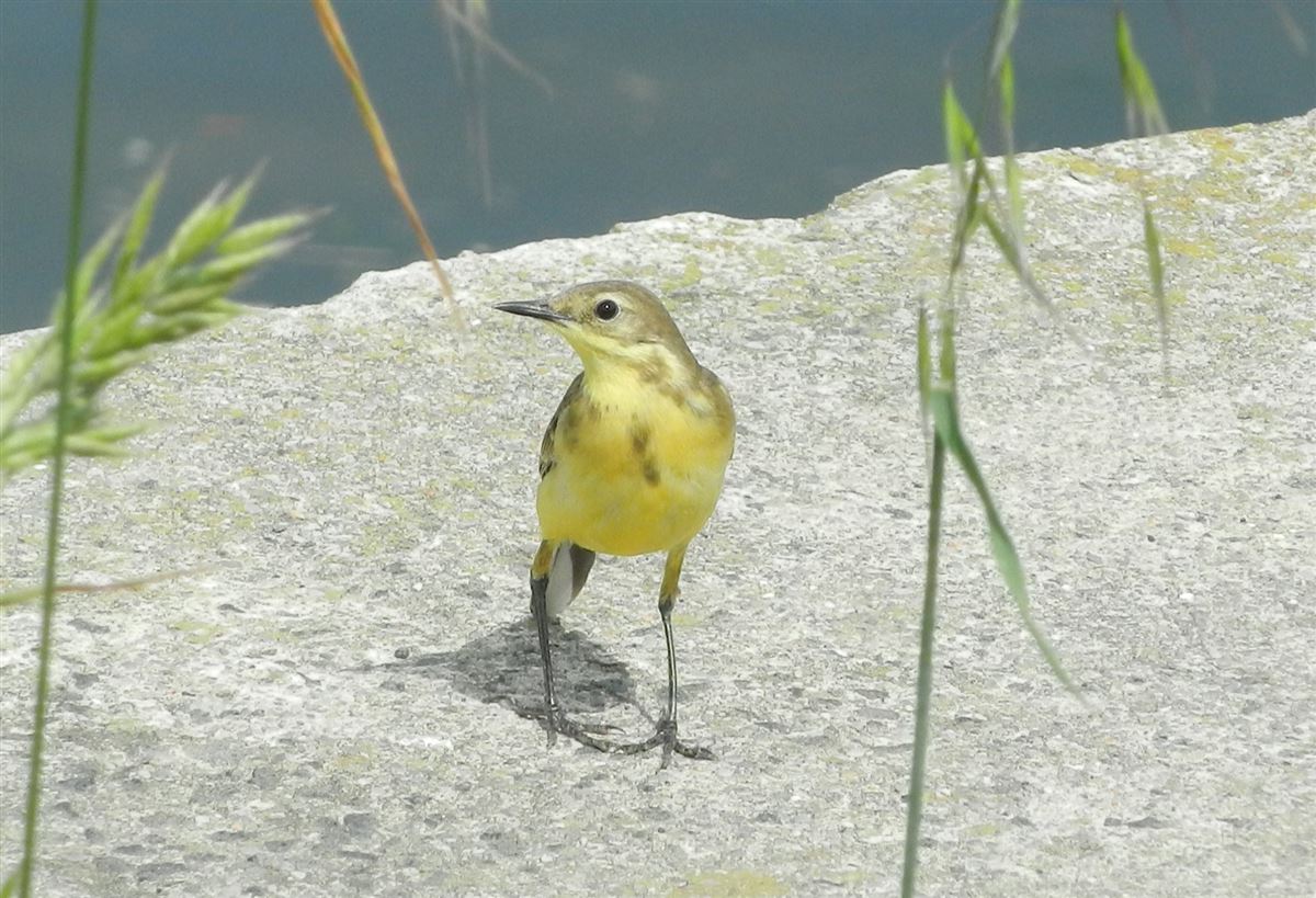 Western Yellow Wagtail