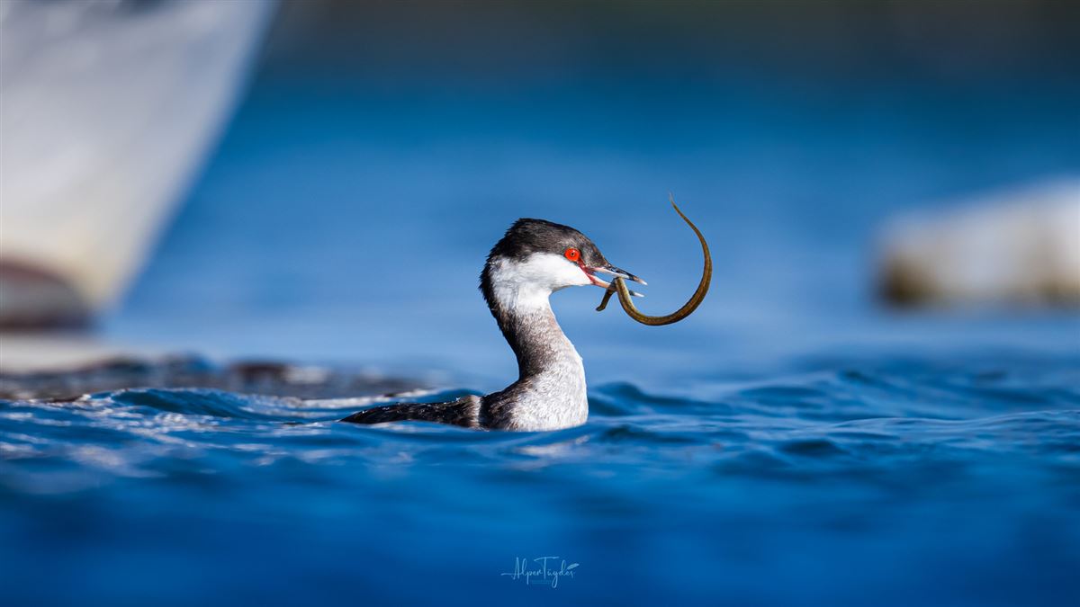 Horned Grebe