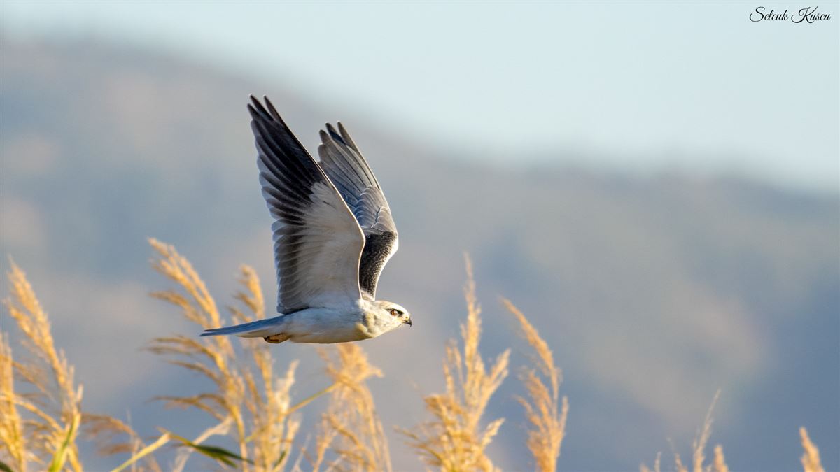 Black-winged Kite