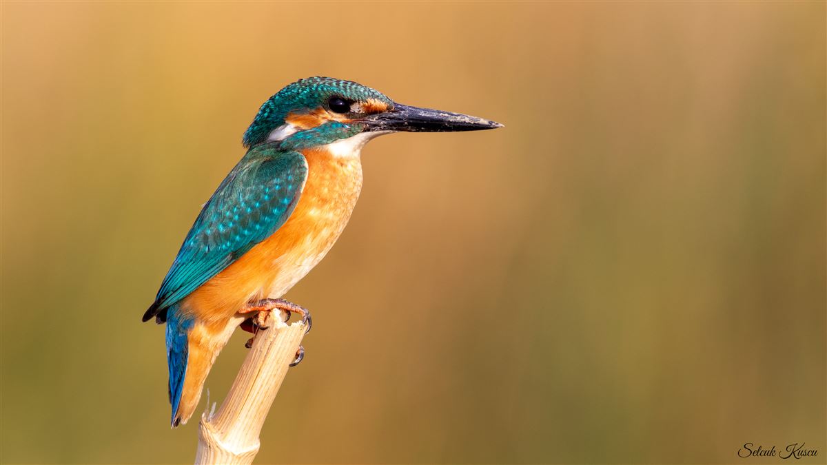 Common Kingfisher