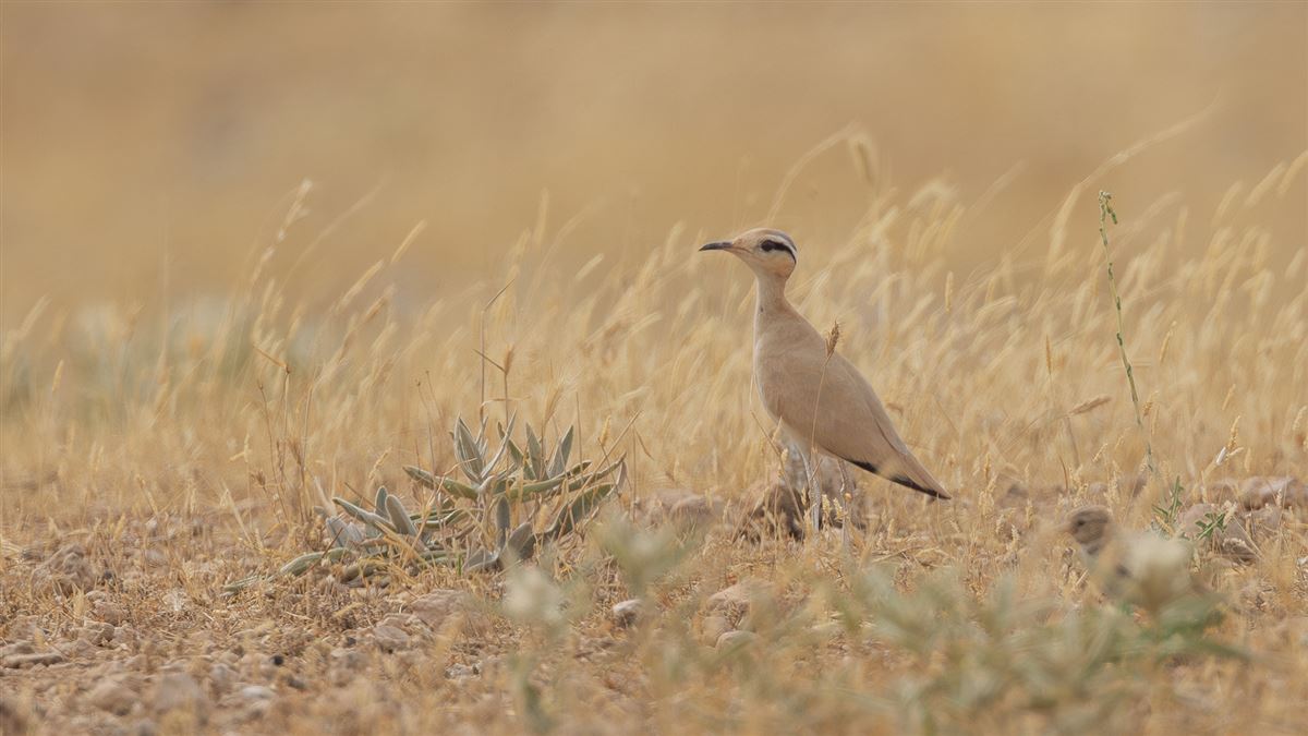 Cream-colored Courser