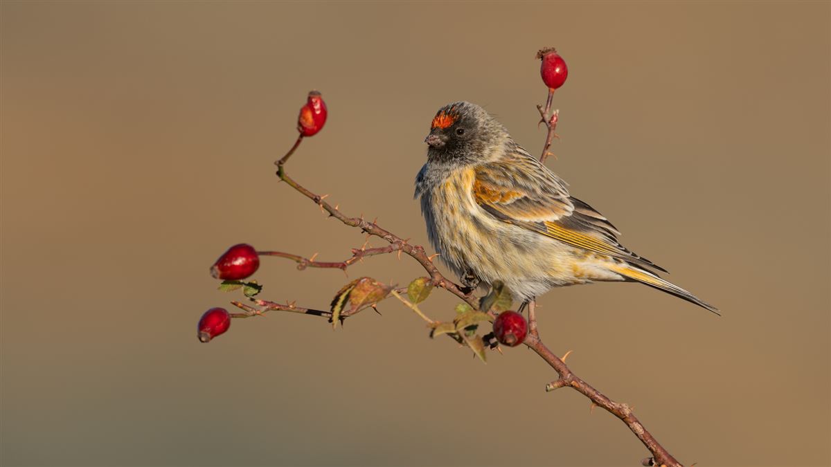 Red-fronted Serin