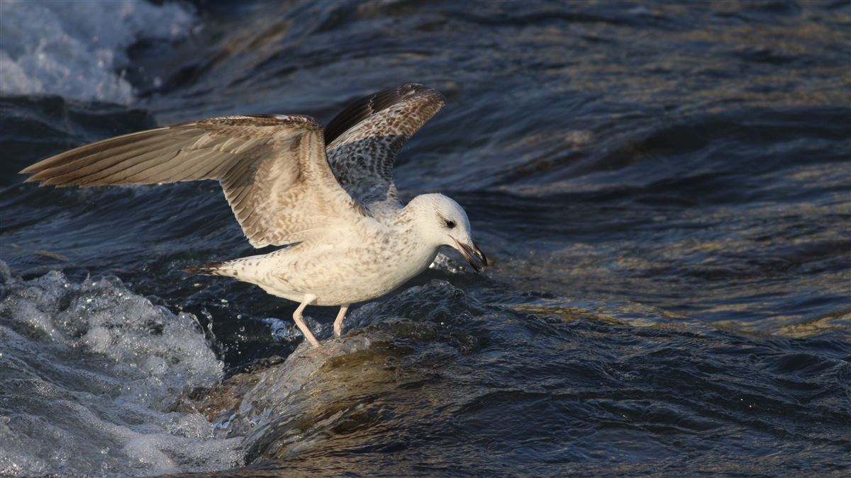 Armenian Gull