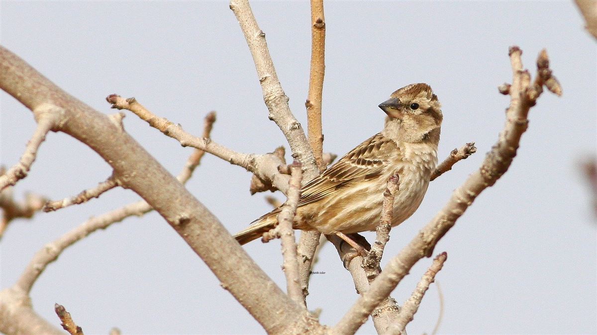 Rock Sparrow