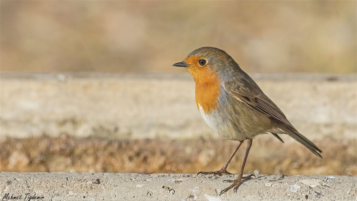 European Robin