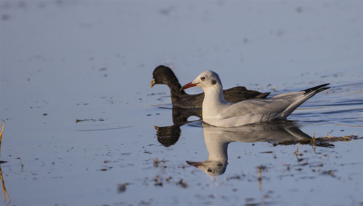Black-headed Gull